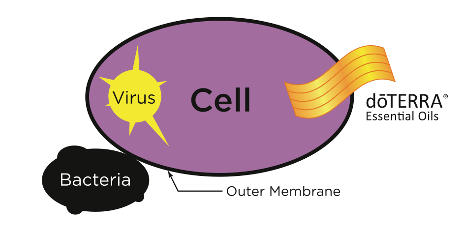 doterra-essential-oils-penetrate-cell-membranes